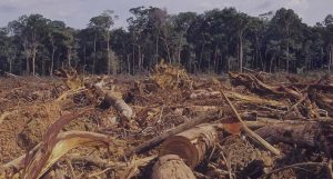deforestation-amazon-the-shattaf-bidet-sprayer-3